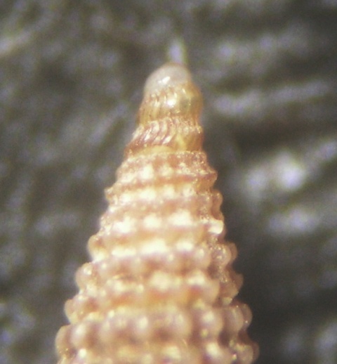 Dizionopsis